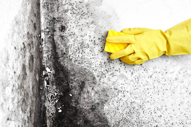 Best Mold Removal Company Near Me  in Muskego, WI
