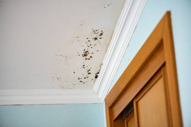 Best Certified Mold Removal  in Muskego, WI