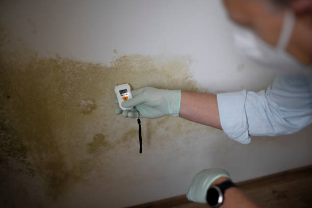 Best Residential Mold Removal  in Muskego, WI