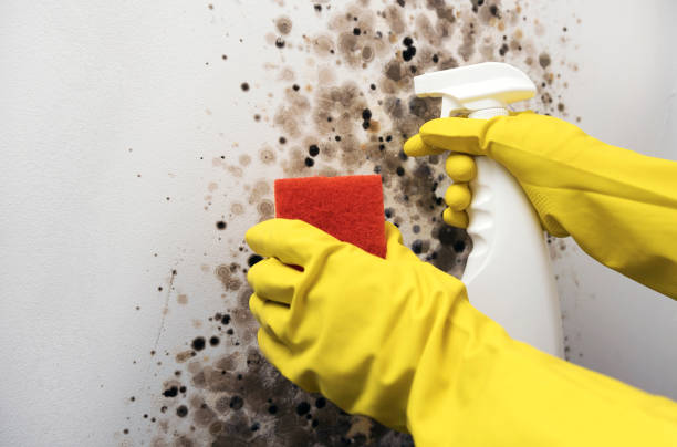 Mold Testing and Removal in Muskego, WI