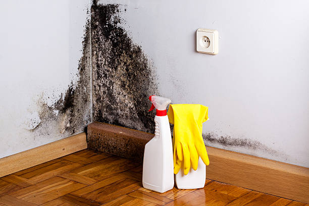 Best Attic Mold Removal  in Muskego, WI